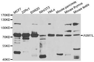 ASMTL Antikörper  (AA 1-290)