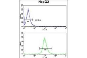 ELOVL6 Antibody (N-term) (ABIN390425 and ABIN2840812) flow cytometry analysis of HepG2 cells (bottom histogram) compared to a negative control cell (top histogram). (ELOVL6 Antikörper  (N-Term))