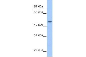 Western Blotting (WB) image for anti-Ankyrin Repeat and SOCS Box Containing 6 (ASB6) antibody (ABIN2459664) (ASB6 Antikörper)