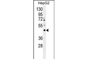 LRTM2 Antibody (C-term) (ABIN655297 and ABIN2844884) western blot analysis in HepG2 cell line lysates (35 μg/lane). (LRTM2 Antikörper  (C-Term))