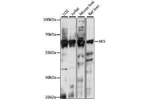 Western blot analysis of extracts of various cell lines, using AK5 antibody. (Adenylate Kinase 5 Antikörper)