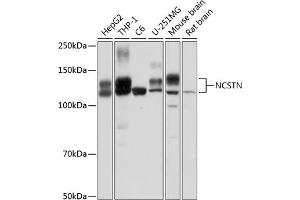 Western blot analysis of extracts of various cell lines, using NCSTN Polyclonal Antibody (ABIN1681053, ABIN3015074, ABIN3015075 and ABIN6213629) at 1:1000 dilution. (Nicastrin Antikörper  (AA 429-669))