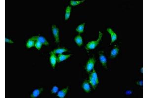 Immunofluorescent analysis of Hela cells using ABIN7163258 at dilution of 1:100 and Alexa Fluor 488-congugated AffiniPure Goat Anti-Rabbit IgG(H+L) (PCK1 Antikörper  (AA 1-622))