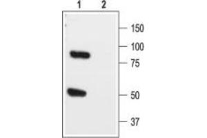 Western blot analysis of rat brain lysate: - 1. (KCNK1 Antikörper  (Extracellular))
