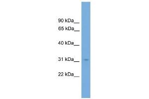 WB Suggested Anti-NRBF2 Antibody Titration:  0. (NRBF2 Antikörper  (N-Term))