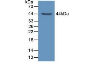 LTBP1 Antikörper  (AA 1415-1712)