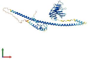 AlphaFold protein structure predicition of Mouse Recombinant Triml1 Protein, UniprotID Q8BVP1 (TRIML1 Protein (AA 1-470) (His tag))