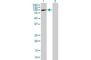Western Blot analysis of MX2 expression in transfected 293T cell line by MX2 MaxPab polyclonal antibody. (MX2 Antikörper  (AA 1-715))