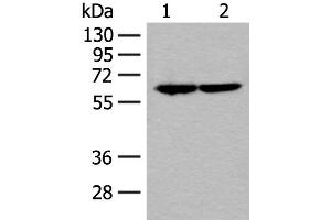 Western blot analysis of Jurkat and Raji cell lysates using SF3A3 Polyclonal Antibody at dilution of 1:200 (SF3A3 Antikörper)