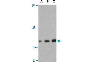 Western blot analysis of GAPDH in HeLa cell lysate with GAPDH polyclonal antibody  at (A) 0. (GAPDH Antikörper  (C-Term))