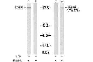 Image no. 1 for anti-Epidermal Growth Factor Receptor (EGFR) (pThr678) antibody (ABIN196924) (EGFR Antikörper  (pThr678))
