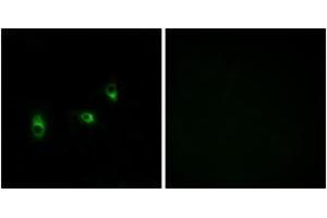 Immunofluorescence analysis of MCF7 cells, using OR10G2 Antibody. (OR10G2 Antikörper  (AA 241-290))