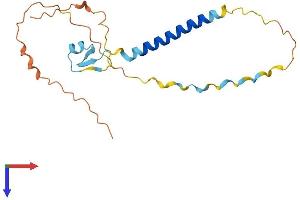 Testis Expressed 29 (TEX29) (AA 1-186) protein (His tag)