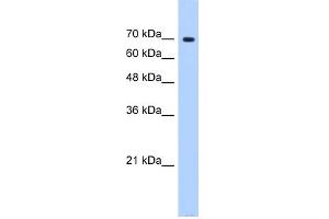 WB Suggested Anti-SF4 Antibody Titration:  0. (Splicing Factor 4 Antikörper  (N-Term))