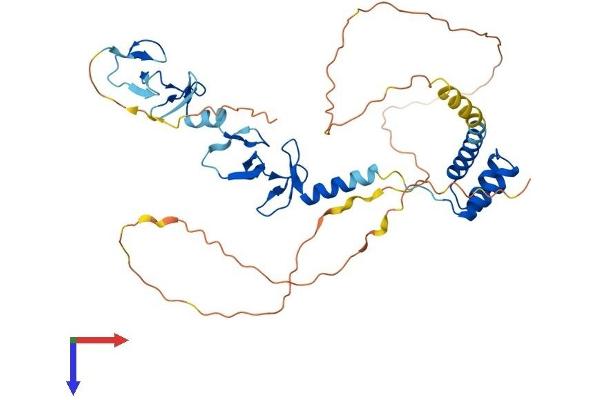 LHX3 Protein (AA 1-397) (His tag)
