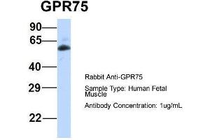 Host:  Rabbit  Target Name:  GPR75  Sample Type:  Human Fetal Muscle  Antibody Dilution:  1.
