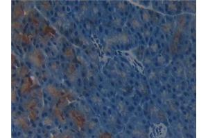 Detection of gGT1 in Mouse Pancreas Tissue using Polyclonal Antibody to Gamma-Glutamyltransferase 1 (gGT1) (GGT1 Antikörper  (AA 296-537))
