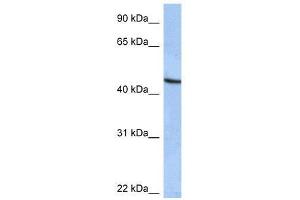 ZNF766 antibody used at 0. (ZNF766 Antikörper  (C-Term))