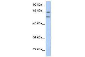 HTR2A antibody (70R-10551) used at 0. (HTR2A Antikörper  (N-Term))