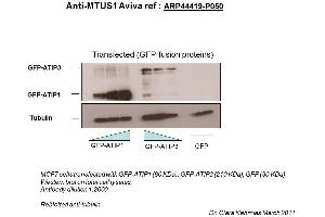 Image no. 3 for anti-Microtubule Associated Tumor Suppressor 1 (MTUS1) (Middle Region) antibody (ABIN502510) (MTUS1 Antikörper  (Middle Region))