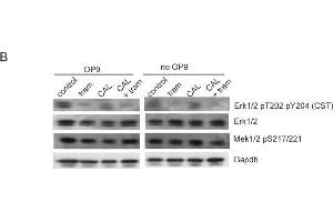 Western Blotting (WB) image for anti-Glyceraldehyde-3-Phosphate Dehydrogenase (GAPDH) antibody (ABIN2857072)