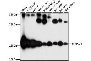 Western blot analysis of extracts of various cell lines, using MRPL23 antibody (ABIN7268564) at 1:1000 dilution. (MRPL23 Antikörper  (AA 1-153))