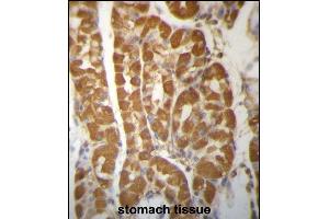 ROBLD3 Antibody (Center) (ABIN657261 and ABIN2846356) immunohistochemistry analysis in formalin fixed and paraffin embedded human stomach tissue followed by peroxidase conjugation of the secondary antibody and DAB staining. (LAMTOR2 Antikörper  (AA 41-70))