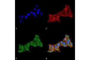 Immunocytochemistry/Immunofluorescence analysis using Rabbit Anti-RAB1B Polyclonal Antibody (ABIN5066512). (RAB1B Antikörper  (AA 179-189) (PerCP))