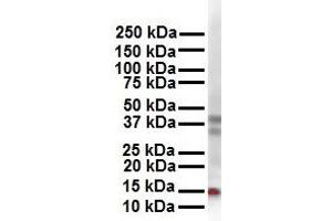 WB Suggested Anti-CITED2 antibody Titration: 1 ug/mL Sample Type: Human 293T (CITED2 Antikörper  (N-Term))