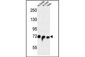 Western blot analysis of FAM40A Antibody  in mouse brain, liver tissue and Hela cell line lysates (35ug/lane). (STRIP1 Antikörper  (Middle Region))