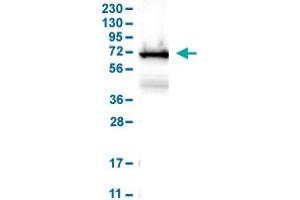 Western Blot analysis of human cell line RT-4. (LCP1 Antikörper  (AA 18-77))