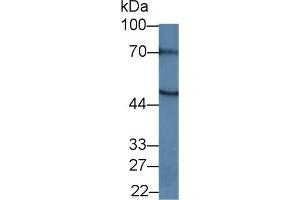 Western Blot; Sample:Mouse Pancreas lysate; Primary Ab: 1µg/ml Rabbit Anti-Human MEF2A Antibody Second Ab: 0. (MEF2A Antikörper  (AA 1-162))