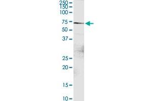 DTX2 MaxPab rabbit polyclonal antibody. (DTX2 Antikörper  (AA 1-622))