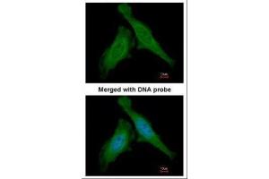 ICC/IF Image Immunofluorescence analysis of paraformaldehyde-fixed HeLa, using DDB1, antibody at 1:200 dilution. (DDB1 Antikörper  (C-Term))