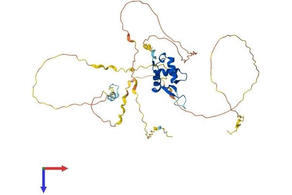 FOXQ1 Protein (AA 1-403) (His tag)