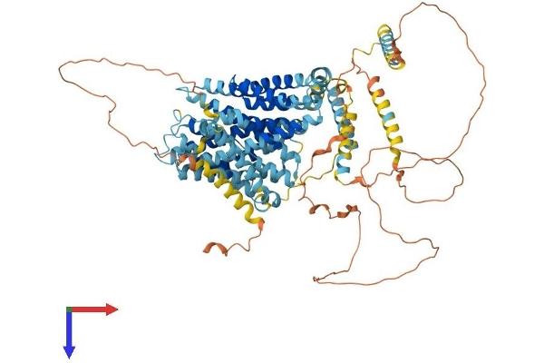 SLC9A1 Protein (AA 1-815) (His tag)