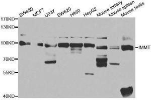 Western blot analysis of extracts of various cell lines, using IMMT antibody. (IMMT Antikörper  (AA 120-270))