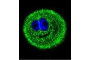 Confocal immunofluorescent analysis of MYO6 Antibody (C-term) Cat. (Myosin VI Antikörper  (C-Term))