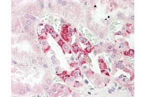 Anti-CUTA antibody IHC staining of human kidney.