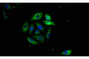 Immunofluorescence (IF) image for anti-TNF Receptor Superfamily, Member 6 (FAS) (AA 26-171) antibody (ABIN7173891)