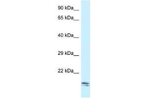 Western Blot showing Sec11c antibody used at a concentration of 1. (SEC11C Antikörper  (C-Term))