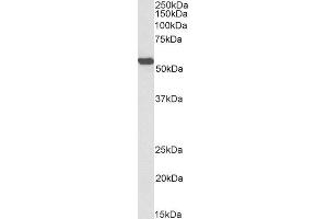 Biotinylated ABIN5539679 (0. (ALDH2 Antikörper  (Internal Region) (Biotin))