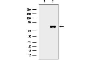 Western blot analysis of lysates from Mouse kidney, using Phospho-CaMK4 (Thr200) Antibody.