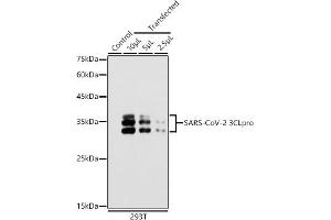 Western blot analysis of extracts of 293T cells, using SARS-CoV-2 3CLpro antibody (ABIN7270151) at 1:5000 dilution. (SARS-Coronavirus Nonstructural Protein 8 (SARS-CoV NSP8) Antikörper)