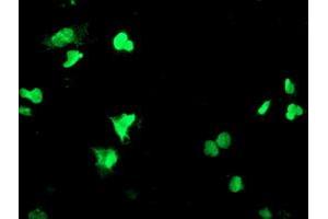 Anti-PPARA mouse monoclonal antibody (ABIN2455022) immunofluorescent staining of COS7 cells transiently transfected by pCMV6-ENTRY PPARA (RC216176). (PPARA Antikörper  (AA 145-420))
