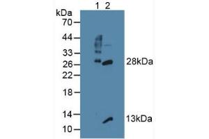 Western blot analysis of (1) Mouse Thymus Tissue and (2) Mouse Lymph Node Tissue. (GZMB Antikörper  (AA 21-247))
