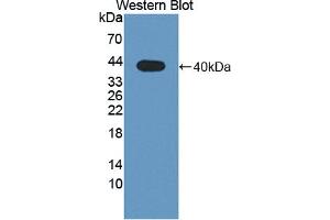 Figure. (WNT4 Antikörper  (AA 26-351))