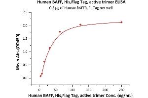 Immobilized Human BAFFR, Fc Tag (ABIN5526588,ABIN5526589) at 2 μg/mL (100 μL/well) can bind Human BAFF, His,Flag Tag, active trimer (ABIN6972949) with a linear range of 4-63 ng/mL when detected by Monoclonal anti FLAG (HRP) antibody (QC tested). (BAFF Protein (AA 140-285) (His tag,DYKDDDDK Tag))