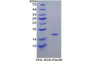 SDS-PAGE analysis of Mouse MIg Protein. (CXCL9 Protein)
