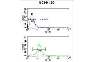 Flow cytometric analysis of NCI-H460 cells (bottom histogram) compared to a negative control cell (top histogram). (PPAP2C Antikörper  (C-Term))